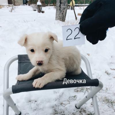 Всем обнаруженным в лесу под Рязанью щенкам найдены семьи