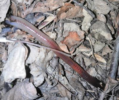 Тайна загадочного шуршания сухой листвы в ЦПКиО разгадана