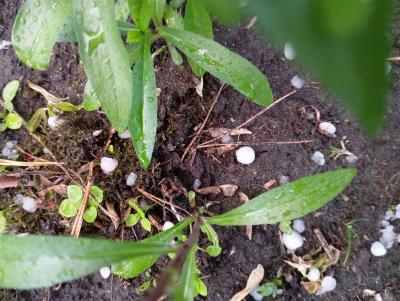 В Новомичуринске дважды за день выпал град