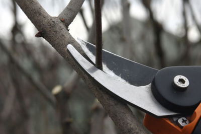 Рязанские сады омолаживают обрезанием