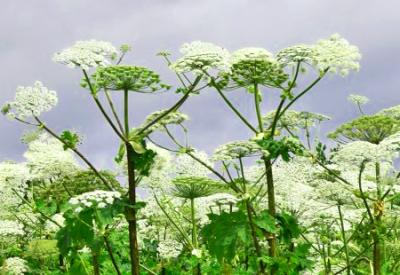 Жителям Рязанского района пояснили, куда сообщать о зарослях борщевика