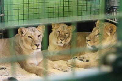 Рязанский зритель отправится в приключение по пяти континентам