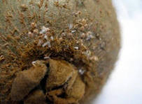 В Рязань поступила партия киви, заражённая тутовой щитовкой