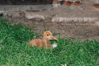 В Окском заповеднике вылупился первый в этом году птенец стерха