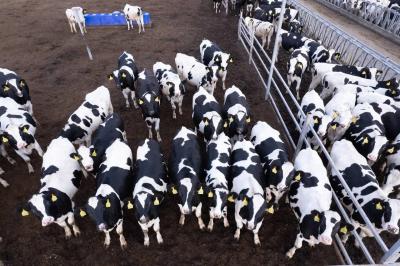 Рязанские племенные предприятия сами могут обеспечить потребности региона в животных