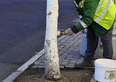 Рязанские коммунальщики начали белить деревья