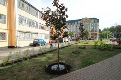 Золотистая смородина и боярышник украсят сквер в Рязани