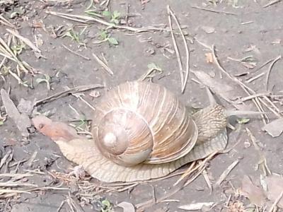 Фото: телеграм-канал «Рязань»