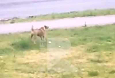 Жители Канищево в Рязани пожаловались на бродячих собак