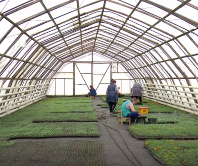 Для улиц Рязани высажено более 430 тысяч саженцев цветов