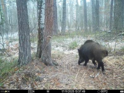 В Окском заповеднике показали моменты лесной жизни