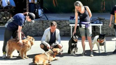 В Лесопарке Рязани состоится очередная выставка бездомных животных