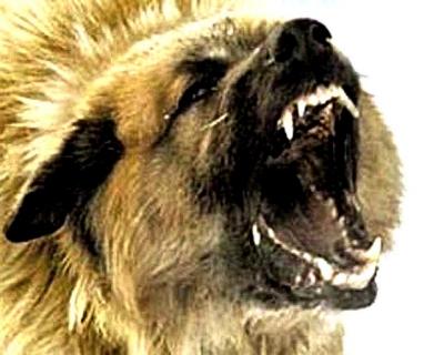 Карантин по бешенству введён ещё в одном населённом пункте Рязанской области