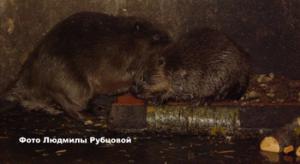 В Рязанской области появились бобры-саботажники