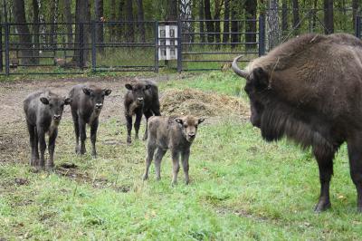 В Окском заповеднике зубриха устроила сюрприз