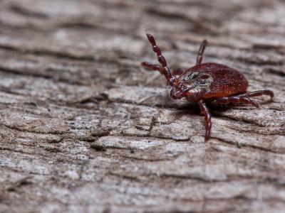 На Рязанщине зарегистрировано пять случаев присасывания клещей