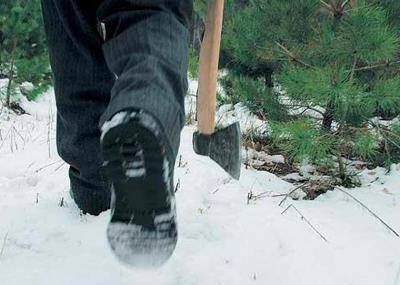 В четырёх районах Рязанщины пресечён незаконный спил сосен