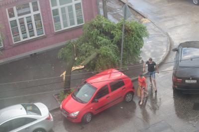 Рязань лишилась ещё одного дерева