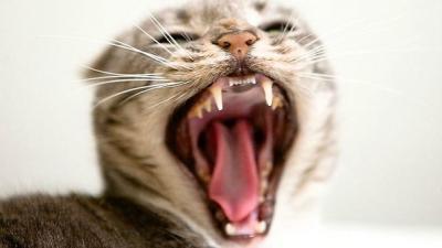 В селе Казачья Слобода Шацкого района выявлено бешенство животных