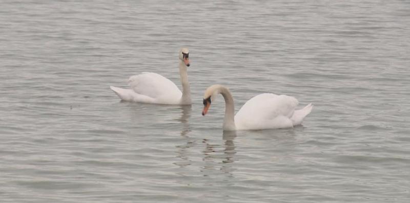 На озере под Рязанью обосновались лебеди