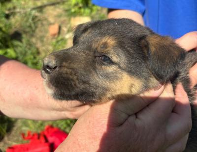 Рязанские волонтёры спасли щенка из заброшенного колодца