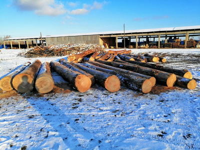 В 2018 году в рязанских лесах выявлено 28 уголовных преступлений