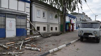В Сасово ветер повалил берёзу на тротуар