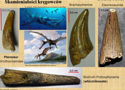 Рязанские учёные отправятся на поиски ягуаразавра 