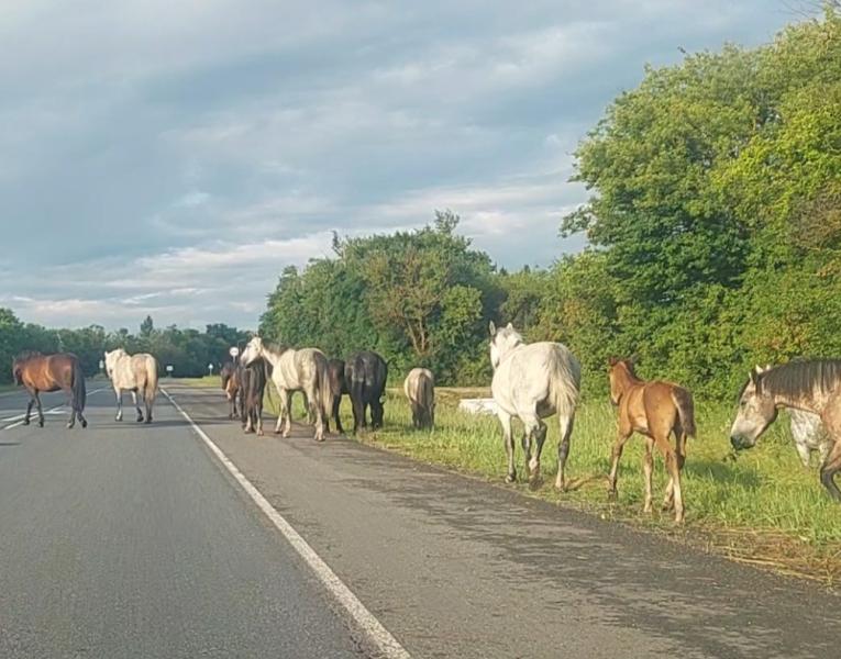 В Шацком районе на трассу М5 вышел табун лошадей