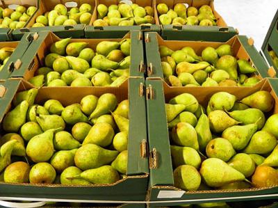 В Шиловском районе уничтожили 170 килограммов санкционных груш и томатов