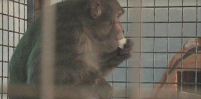 Ряжский зоопарк пополнила сбежавшая из цирка обезьяна