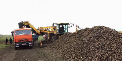 Урожай сахарной свеклы на Рязанщине обогнал прошлогодний показатель