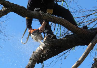 Из-за опиловки деревьев несколько улиц Рязани лишатся света