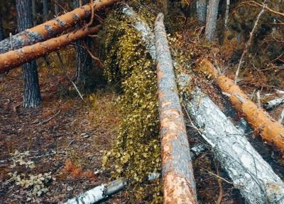 В Рязанской области вырубят повреждённый ураганом участок леса