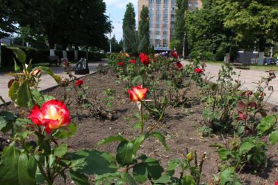 На площади Ленина в Рязани расцвели первые розы