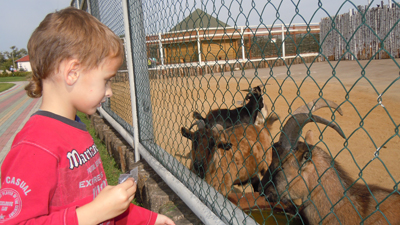 Дети рязанских энергетиков пощупали альпаку
