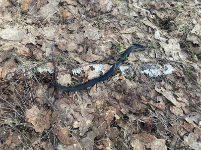 В Чучковском округе заявили о росте популяции змей