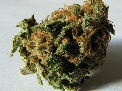 В Касимове поймали заготовителя наркосырья