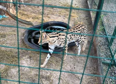 Под Рязанью в комплексе «В Некотором царстве…» появился сервал