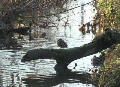Рязанцам пообещали, что тепло продержится ещё неделю
