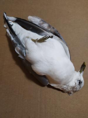 Рязанские орнитологи исключили птичий грипп у погибших чаек