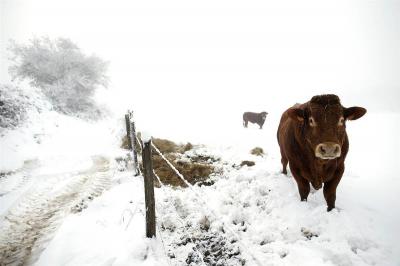 Рязанцы украли и зарезали 11 коров
