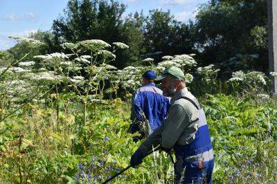 Под Михайловом идут бои с борщевиком