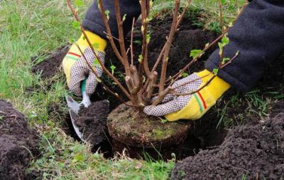 Рязань пополнили 400 многолетних кустарников