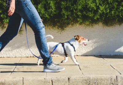 Правительство Рязанской области теперь может устанавливать требования к содержанию домашних животных