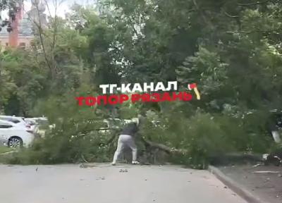 В центре Рязани рухнуло дерево