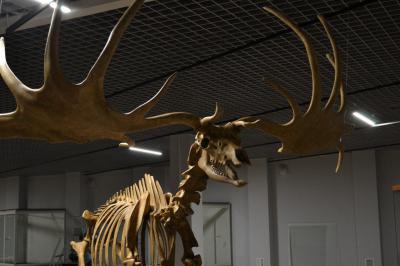 В музейном центре Рязанского кремля разместят копию скелета мегалоцероса