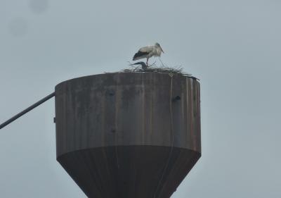 Под Рязанью на водонапорной башне поселился аист