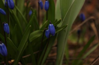 По Рязани расползаются синие подснежники