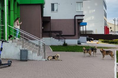 Рязанцы пожаловались на собак, затрудняющих вход в супермаркет